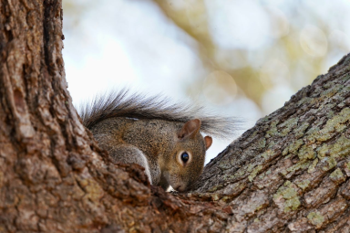 How an Ohio wildlife rehab uses Jotform to save more animals Banner Image