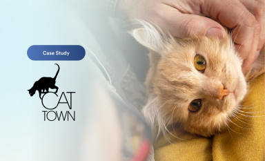 Cat Town Banner Image