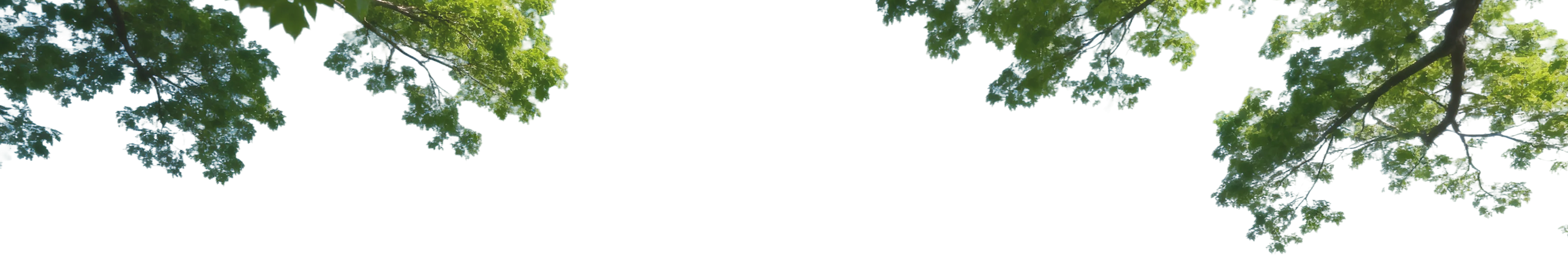 Trees in Introduction