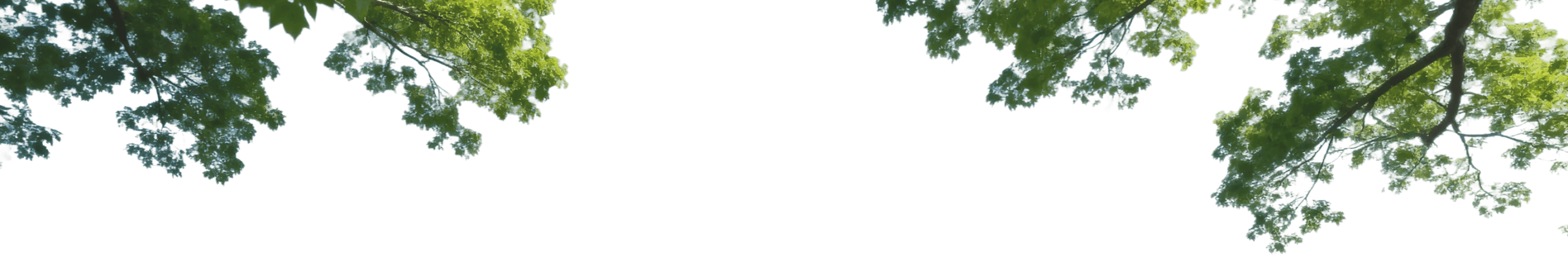 Trees in Introduction