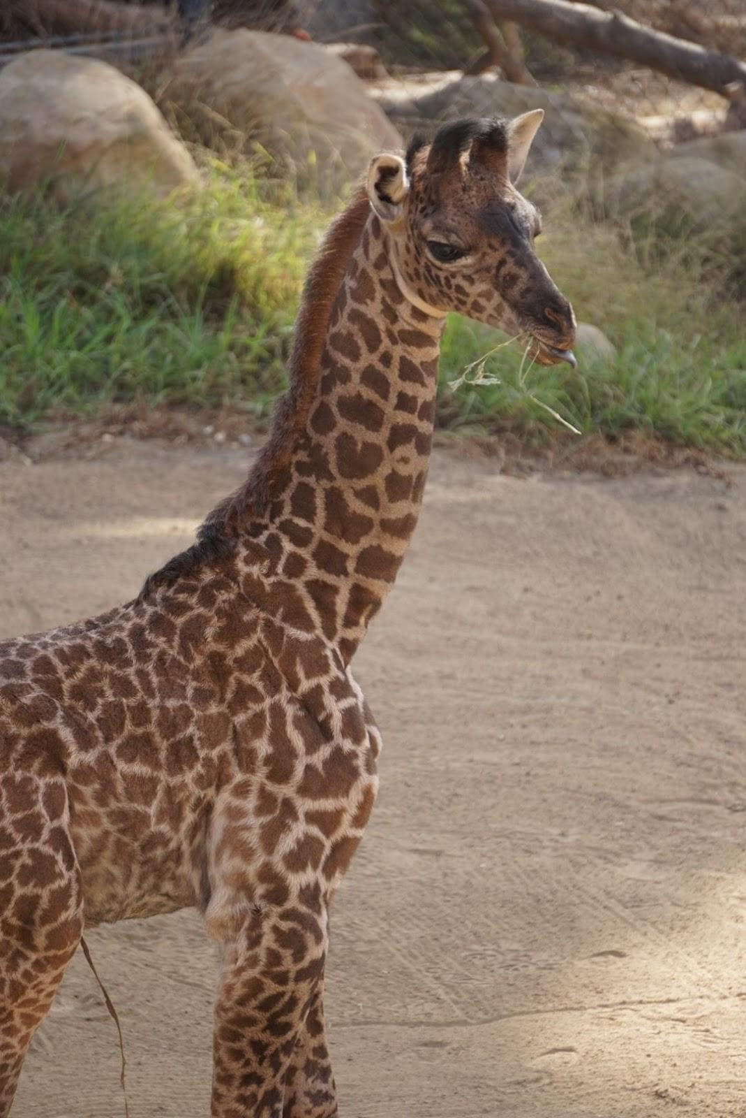 Baby Malia at the Santa Barbara Zoo