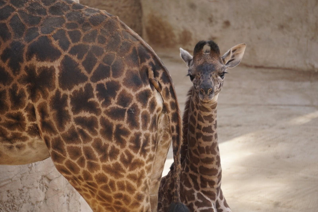 Baby Malia, ready for her close-up, Photos courtesy of the Santa Barbara Zoo