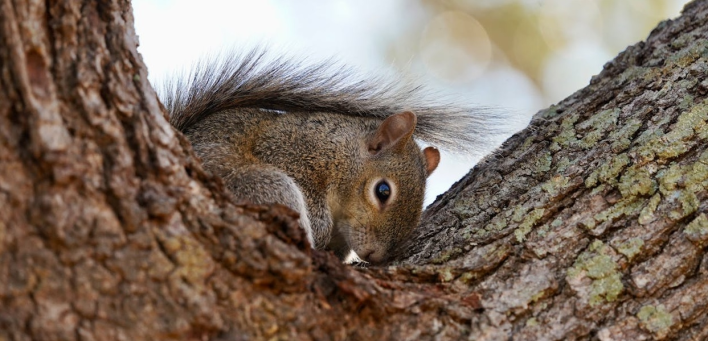 How an Ohio wildlife rehab uses Jotform to save more animals