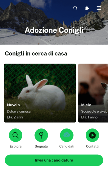 Applicazione per Segnalazioni di Adozione di Conigli